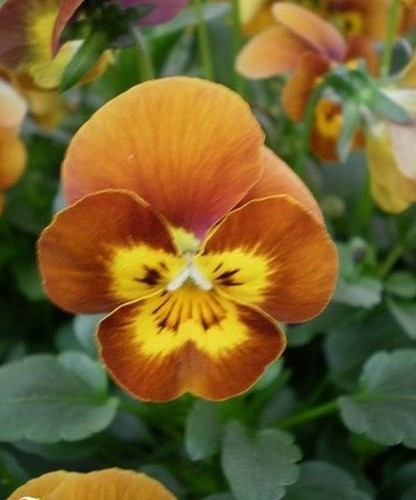 Violette cornue nuance - ♫, 'nuance