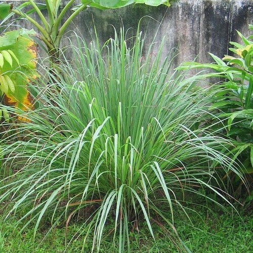 Citronelle madagascar 100 - ,