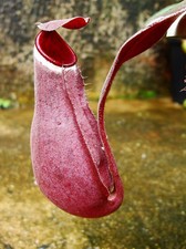 NEPENTHES ALBOMARGINATA RED -