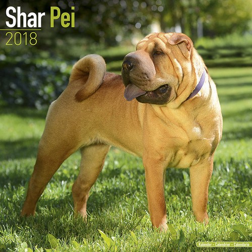 Calendrier 2018 shar pei - calendrier,