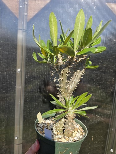 Pachypodium rosulatum var - pachypodium,