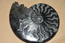 RARE grande ammonite