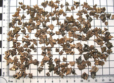 Pleistocene ice age ELAPHE fossil snake vertebrae ~230 near complete specimens