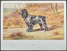 Cocker Reproduction couleur 1960 François Castellan