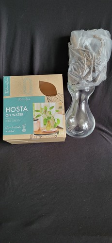 Botaniqua hosta vase - et, plante