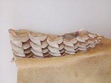 morceau de mâchoire avec