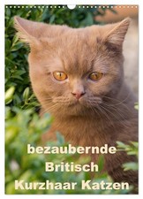 adorables chats British
