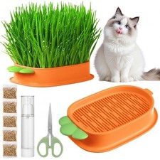 Kit de Culture dherbe à Chat