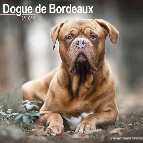 Calendrier 2024 dogue - 2024, de