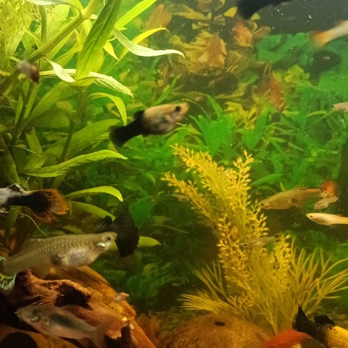 Plantes aquatiques vivantes