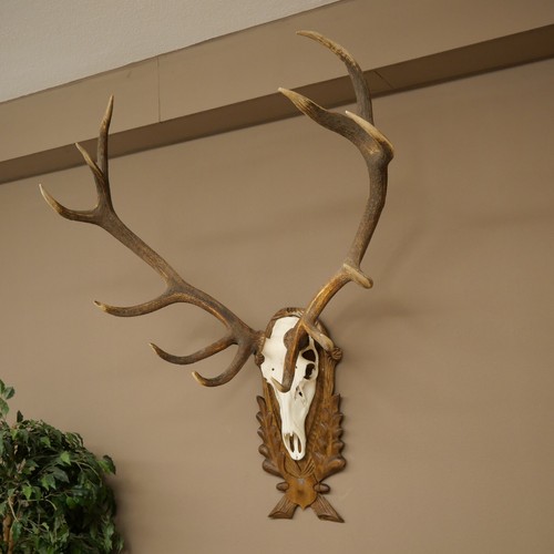 Bois cerf rothirsch 12 - cerf,