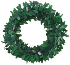 Feuilles de lierre grimpantes