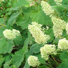 40 AUTUMN BRIDE CORAL BELLS SEEEDS - Heuchera villosa ‘Autumn Bride’