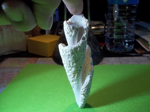 Fossile corail polypier - fossile.,