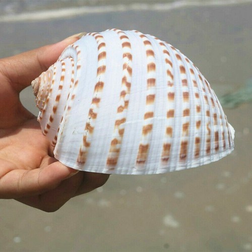 12cm naturel conque aquarium - 8-12cm,