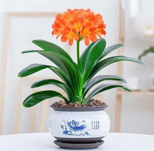 Clivia red 和尚 - clivia, monk