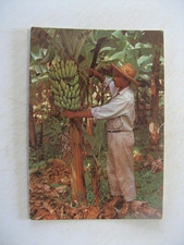 ++"0366" CPSM MARTINIQUE LE BANANIER ET SON REGIME