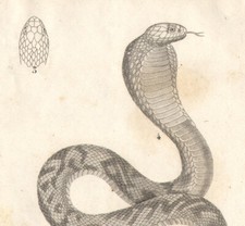 1835 Gravure Serpents venimeux