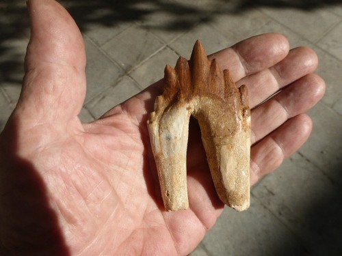 Molaire fossilisee - molaire, de