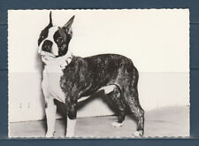 CPSM vers 1960  nature faune animaux  chien  boston bull terrier