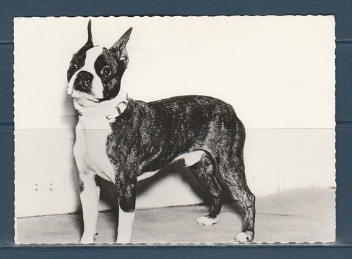 Cpsm vers 1960 - cpsm,