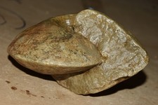 grande ammonite Tissotia obesa