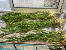 Cryptocoryne crispatula usteriana pied mere xl  40/50cm plante discus