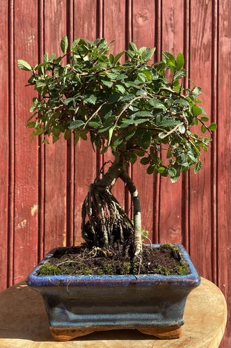 Bonsaï orme chine zelkova - bonsaÏ, de