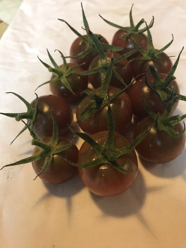 Graines tomates cerise - 20, de