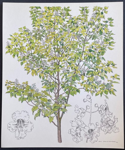 Botanique catalpa - catalpa, de