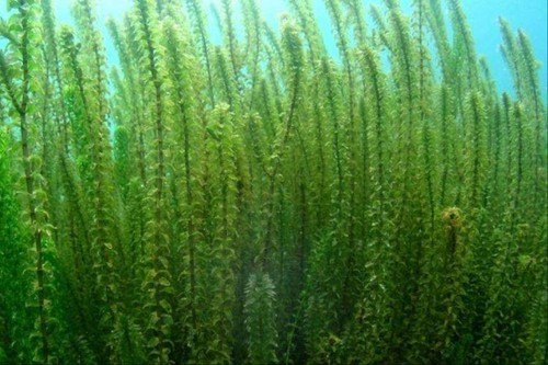 Elodee egeria densa - ,