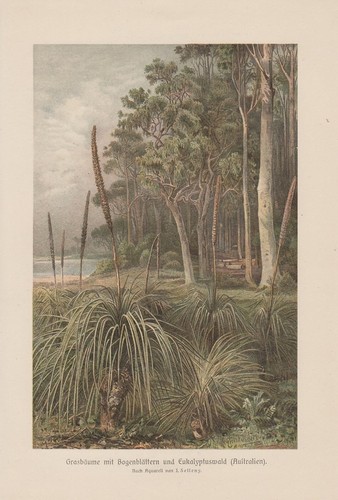 Grasbäume xanthorrhoea - grasbäume,