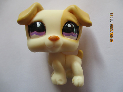 Petshop chien jack - chien,
