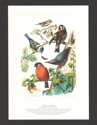 Gravure repro ornithologie