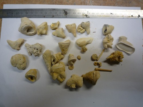 Corail bartonien sur - , fossile