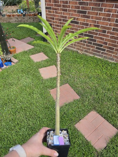 Pachypodium rutenbergianum - pachypodium,