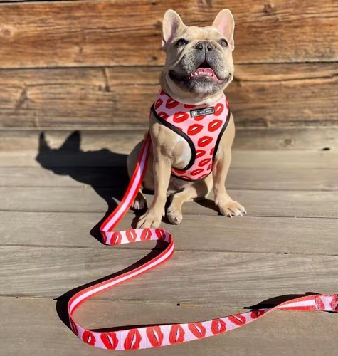 Harnais laisse bouledogue - harnais,