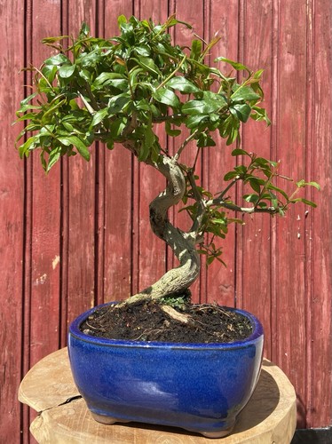 Bonsaï punica granatum - bonsaÏ,