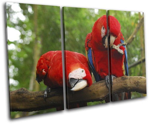 Parrot bird paradise animals - parrot,