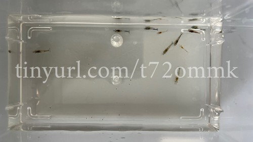 Crevettes provenant blue - 10,