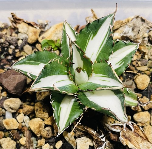 Big agave titanota f076 - big!,