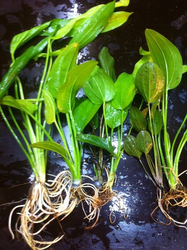 Echinodorus mix 25 - mix,