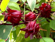 10 graines de BISSAP ou