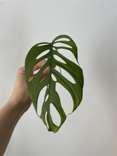 Monstera Esqueleto Bouture