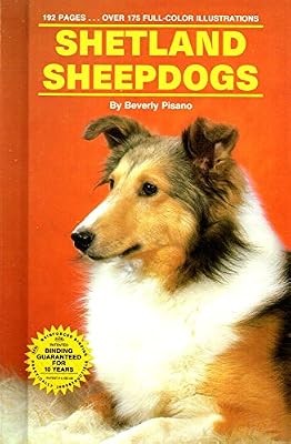 Shetland sheepdogs pisano - shetland, sheepdogs,
