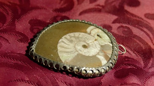 Collection mollusque fossile - collection,