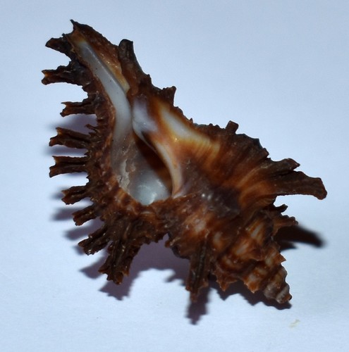 Coquillages muricidae - -muricidae,