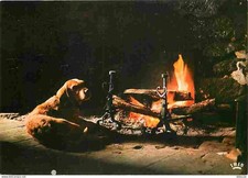 Carte Postale - Animaux -