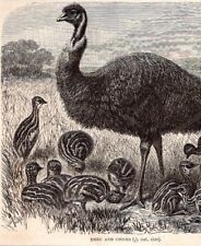 1895 Old Antique EMEU and CHICKS Bird Print Queen Victoria Victorian Time Period