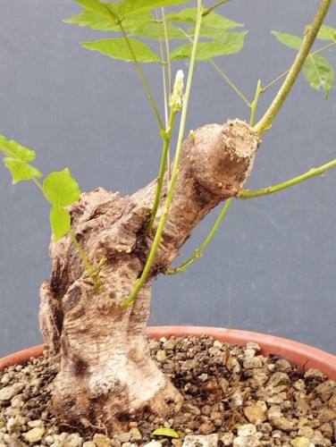 Bonsaïs glycine 10 cm - glycine, x
